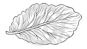 A detailed line drawing of a single leaf with prominent veins