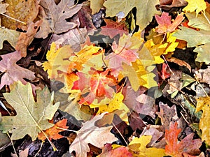 Autumn Maple and Oak Fall Leaves Close Up on the Forest Floor on the Rose Canyon Yellow Fork and Big Rock Trail in Oquirrh Mountai