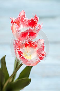 Detailed look at pink tulip petals, delicate and enchanting. Pink tulips flowers on blue wooden background. Spring flowers