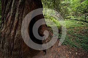 Detailed look at Redwood Tree hollowed out stump