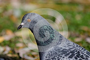 Pigeon