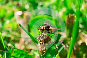 Detailed macro of big fly sitting in grass