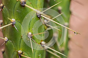 Detailed Macro Cacti Spike with droplet.