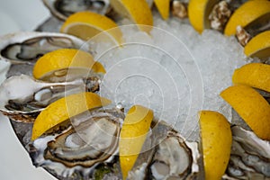 Detailed macro close up top view food shot of delicious fresh shucked open oysters lying between lemon slices on a round cold ice