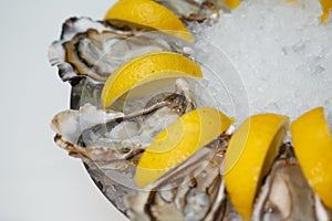 Detailed macro close up top view food shot of delicious fresh shucked open oysters lying between lemon slices on a round cold ice