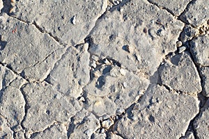 Detailed macro cracked cement road surface