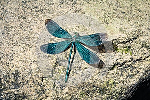 Colorful dragonfly