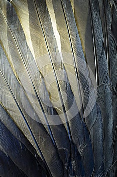 Detailed macro photo of an arrangement of Raven feathers.