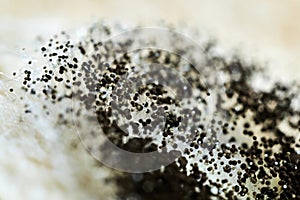 detailed macro photo of black mold, Aspergillus fumigatus fungus close-up photo