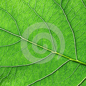 Detailed macro photo of green leaf with veins. Natural background for your ideas. Flat lay