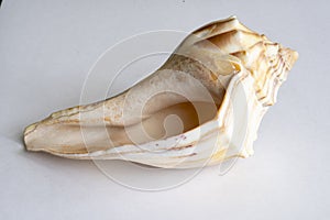 Detailed macro photo of a shell