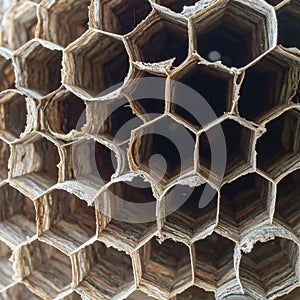 Intricate Hexagonal Wasp Nest Texture