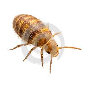 Close-up Macro View of a Springtail Insect on White Background arthropod hexapod