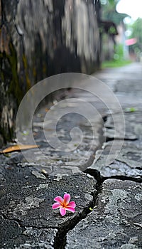 Detailed macro shot of fragile flower blooming in crevice of bustling city sidewalk