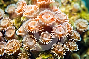 a detailed macro shot of polyp buds in a coral colony