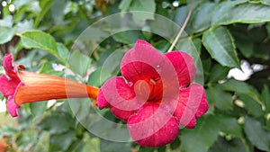 Red Trumpetvine Flower - Macro photo
