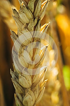 Detailed macro shot of yellow wheat grains shot large as for wallpaper