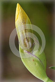 Detailed macro of a yellow Iris bud