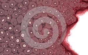 Microscopic Bone Tissue Structure Showing Osteons and Haversian Canals Abstract View