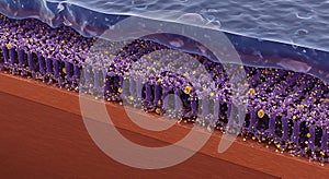 Detailed microvilli absorption surface visualization