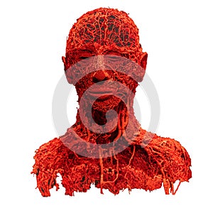 Detailed model of the human vascular system photo