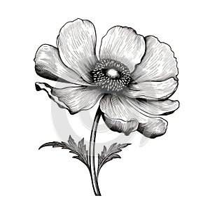 Detailed Monochrome Anemone Flower Illustration In Chiaroscuro Woodcut Style
