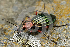 Natural closeup on a colorful large metallic green and red ground beetle, Carabus auronitens in Austria