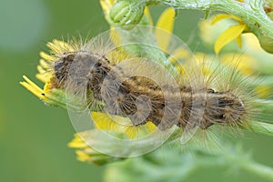 Natural closeup on a hairy Ruby Tiger Moth , Phragmatobia fuliginosa, Caterpillar climbing on vegetation