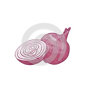 Detailed natural drawing of cut and whole red onion. Fresh organic ripe raw vegetable or gathered crop isolated on white