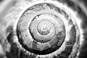 Detailed natural spiral shell black and white photo