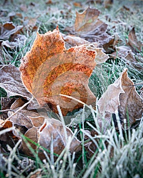 Detailed nature image of frost on autumn fall leaves