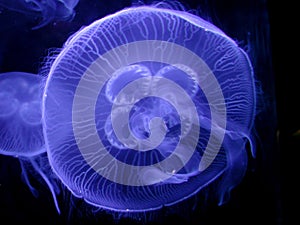 Detailné medúza 