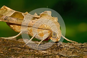 Detailed nighttime closeup on an Angle shades owlet moth, Phlogophora meticulosa, sitting on a twig