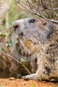 Detailed outdoor portrait of alpine groundhog Marmota monax