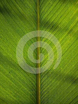 Detailed palm banana leaves veins