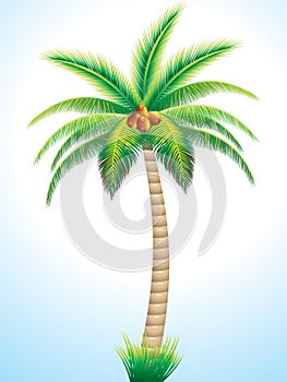 Detailed palm tree with coconut