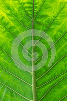 Detailed pattern and green leaf background, Leafy Elephant ear in a garden