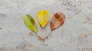 detailed photo of 3 leaves with different colors (yellow, green, brown), neatly arranged