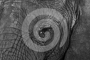 Detailed photo of the face of an African elephant, photographed in monochrome at Knysna Elephant Park, South Africa
