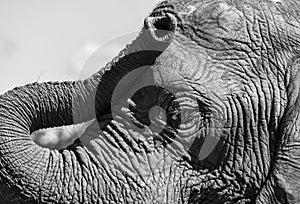 Detailed photo of the face and trunk of an African elephant, photographed at Knysna Elephant Park, South Africa