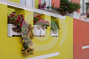 Detailed photo of house with flowers outside in the Malay Quarter, Bo Kaap, Cape Town, South Africa