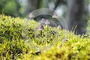 Detailed photo of mushrooms, High Tatras, Slovakia