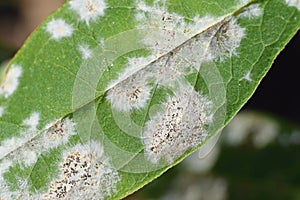 Detail of powdery mildew, plant disease photo