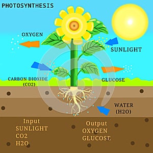 A Detailed Photosynthesis Illustration