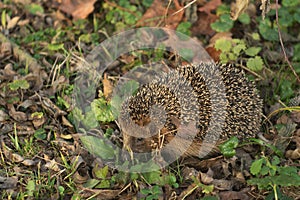 Detailed Picture of the European hedgehog in the wood.in the spring just after the winter sleep or hibernation.