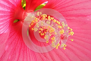 Detailed picture of the stamens and pistil of a pink hibiscus flower