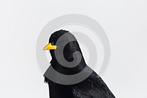 Detailed portrait alpine chough bird pyrrhocorax graculus