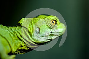Detailed portrait of beautiful green lizard with orange eyes