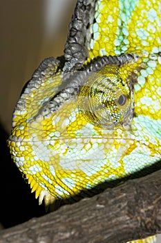 A detailed portrait of colorful chameleon sneaking behind a tree branch