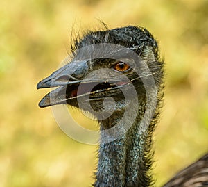 Detailed portrait of an emu